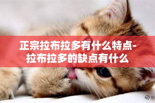 正宗拉布拉多有什么特點-拉布拉多的缺點有什么
