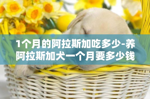 1個月的阿拉斯加吃多少-養阿拉斯加犬一個月要多少錢