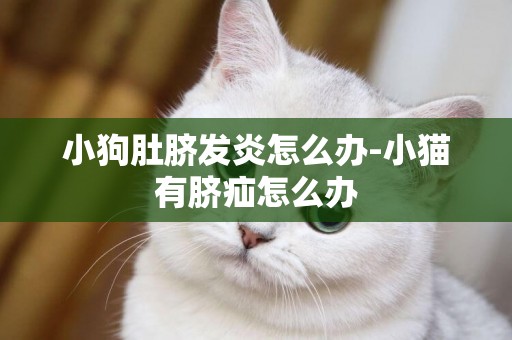 小狗肚臍發炎怎么辦-小貓有臍疝怎么辦