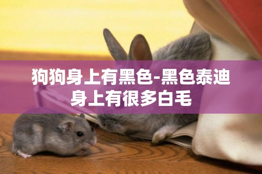狗狗身上有黑色-黑色泰迪身上有很多白毛