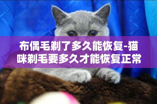 布偶毛剃了多久能恢復-貓咪剃毛要多久才能恢復正常