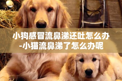小狗感冒流鼻涕還吐怎么辦-小貓流鼻涕了怎么辦呢