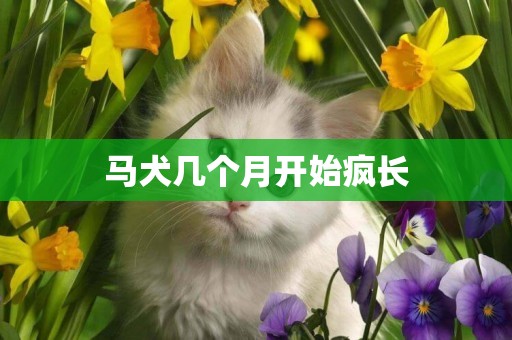 馬犬幾個月開始瘋長