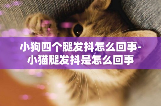 小狗四個腿發抖怎么回事-小貓腿發抖是怎么回事