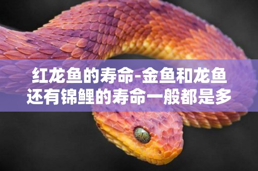 紅龍魚的壽命-金魚和龍魚還有錦鯉的壽命一般都是多少年呢