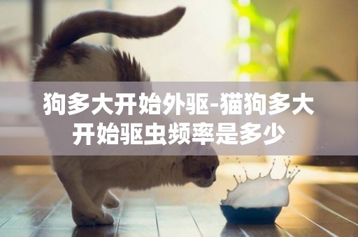 狗多大開始外驅-貓狗多大開始驅蟲頻率是多少