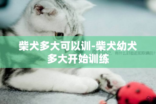 柴犬多大可以訓-柴犬幼犬多大開始訓練