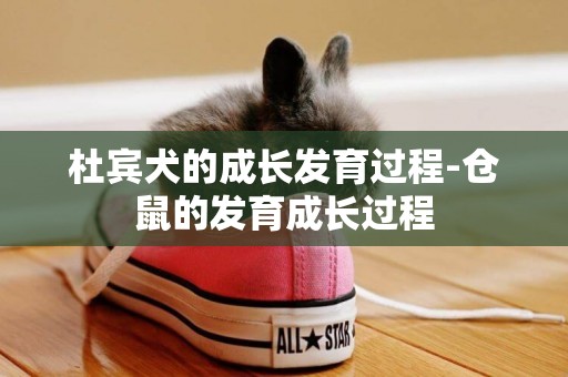 杜賓犬的成長發育過程-倉鼠的發育成長過程