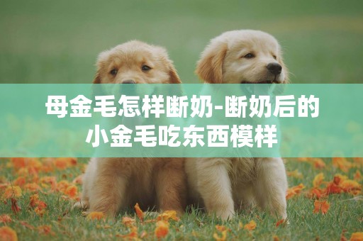 母金毛怎樣斷奶-斷奶后的小金毛吃東西模樣