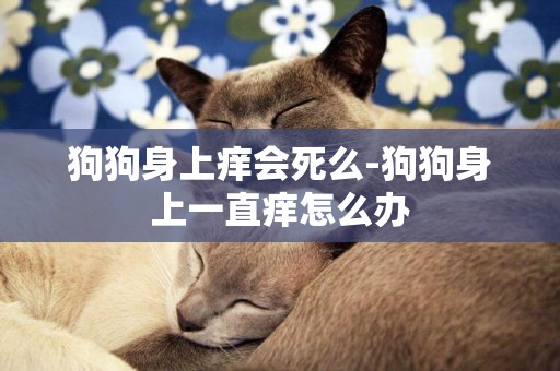 狗狗身上癢會死么-狗狗身上一直癢怎么辦