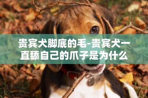 貴賓犬腳底的毛-貴賓犬一直舔自己的爪子是為什么