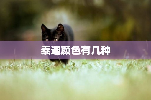 泰迪顏色有幾種