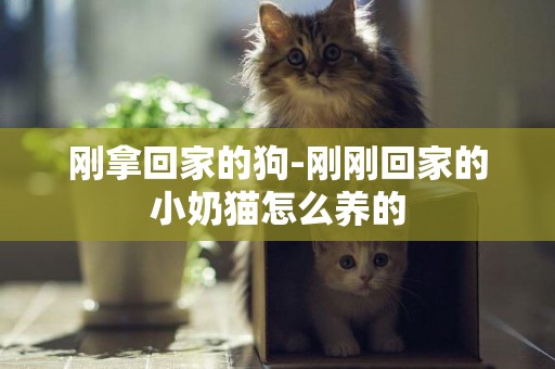 剛拿回家的狗-剛剛回家的小奶貓怎么養的