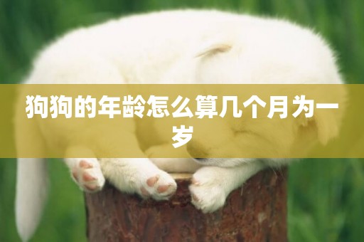 狗狗的年齡怎么算幾個月為一歲