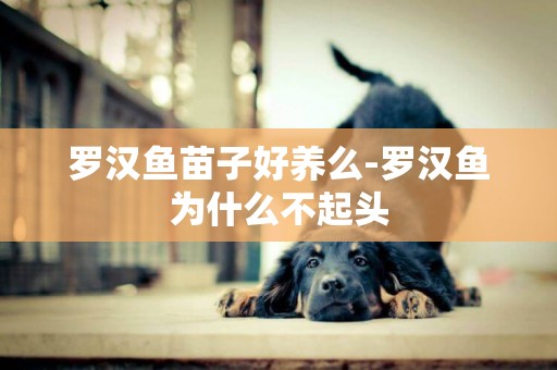 羅漢魚苗子好養么-羅漢魚為什么不起頭