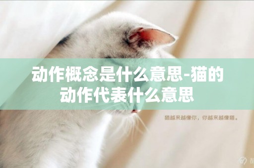 動作概念是什么意思-貓的動作代表什么意思