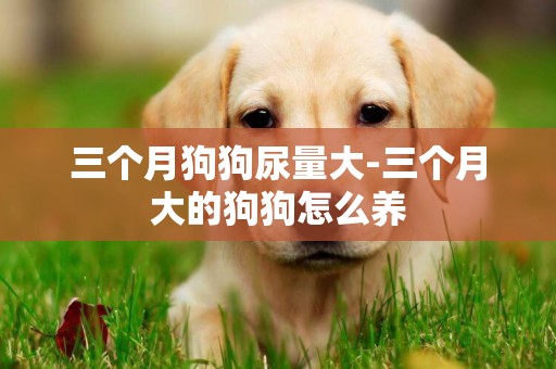 三個月狗狗尿量大-三個月大的狗狗怎么養