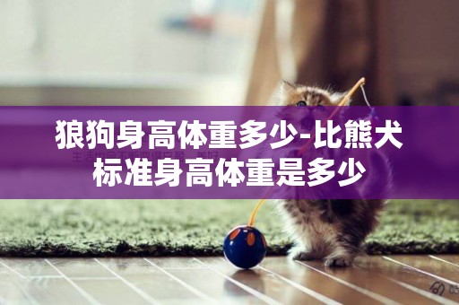 狼狗身高體重多少-比熊犬標準身高體重是多少