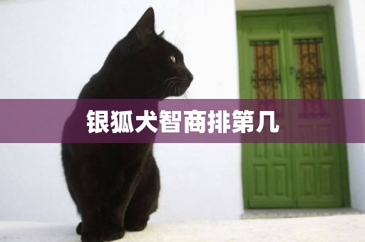 銀狐犬智商排第幾