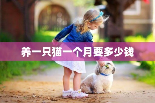 養一只貓一個月要多少錢