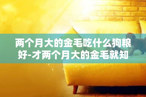 兩個月大的金毛吃什么狗糧好-才兩個月大的金毛就知道自己找狗糧吃