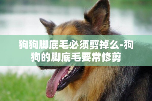 狗狗腳底毛必須剪掉么-狗狗的腳底毛要常修剪