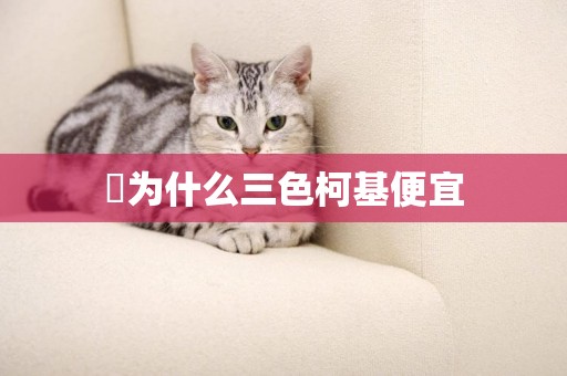 ?為什么三色柯基便宜