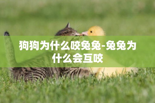 狗狗為什么咬兔兔-兔兔為什么會互咬