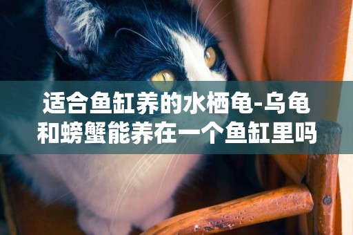 適合魚缸養的水棲龜-烏龜和螃蟹能養在一個魚缸里嗎