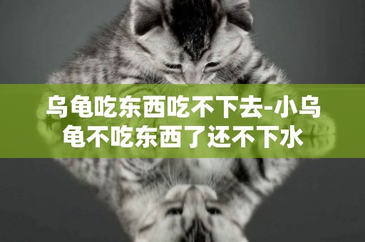 烏龜吃東西吃不下去-小烏龜不吃東西了還不下水