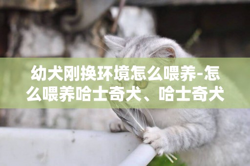 幼犬剛換環境怎么喂養-怎么喂養哈士奇犬、哈士奇犬幼犬喂養問題
