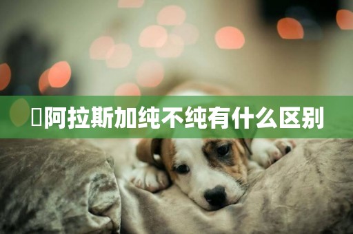 ?阿拉斯加純不純有什么區別