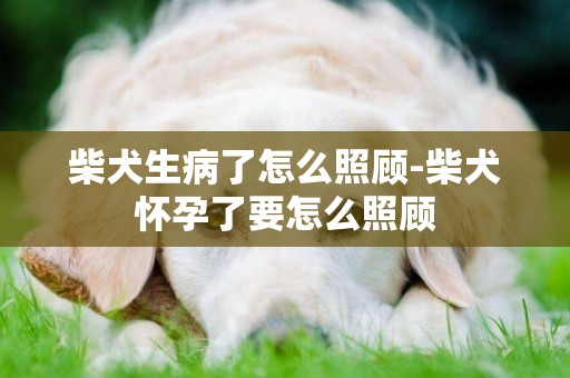 柴犬生病了怎么照顧-柴犬懷孕了要怎么照顧