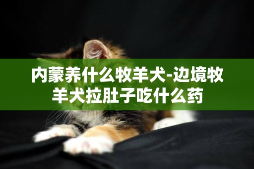 內蒙養什么牧羊犬-邊境牧羊犬拉肚子吃什么藥