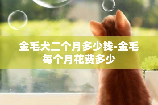 金毛犬二個月多少錢-金毛每個月花費多少