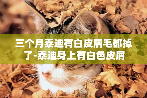 三個月泰迪有白皮屑毛都掉了-泰迪身上有白色皮屑