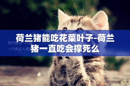 荷蘭豬能吃花菜葉子-荷蘭豬一直吃會撐死么