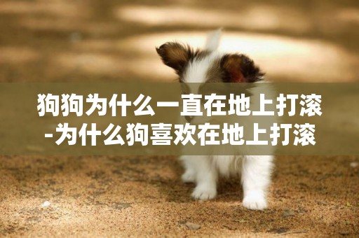 狗狗為什么一直在地上打滾-為什么狗喜歡在地上打滾