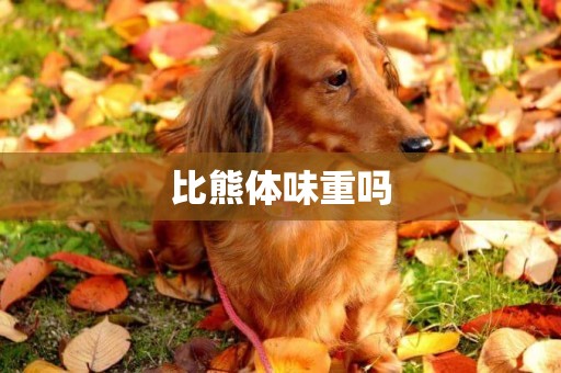 比熊體味重嗎