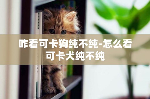 咋看可卡狗純不純-怎么看可卡犬純不純
