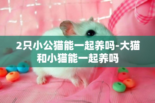 2只小公貓能一起養嗎-大貓和小貓能一起養嗎