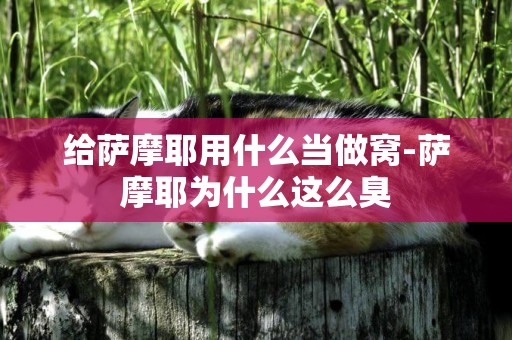 給薩摩耶用什么當做窩-薩摩耶為什么這么臭