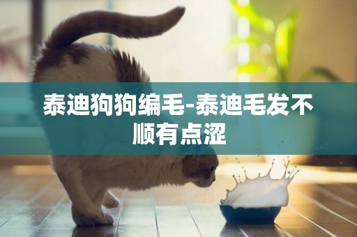 泰迪狗狗編毛-泰迪毛發不順有點澀