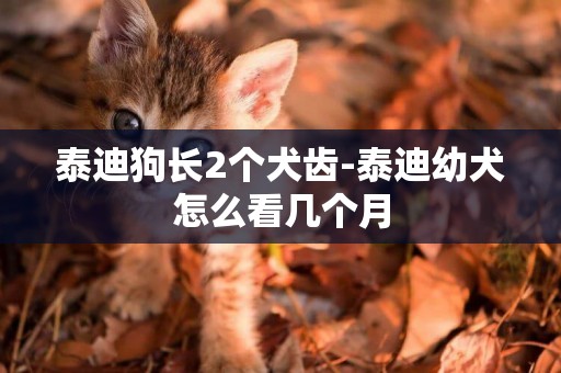 泰迪狗長2個犬齒-泰迪幼犬怎么看幾個月