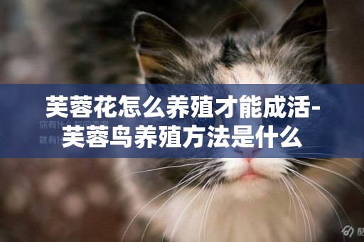 芙蓉花怎么養殖才能成活-芙蓉鳥養殖方法是什么