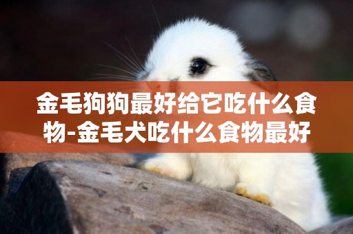 金毛狗狗最好給它吃什么食物-金毛犬吃什么食物最好