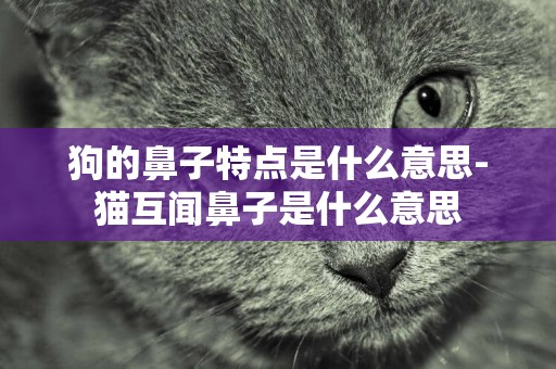 狗的鼻子特點是什么意思-貓互聞鼻子是什么意思