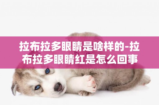 拉布拉多眼睛是啥樣的-拉布拉多眼睛紅是怎么回事