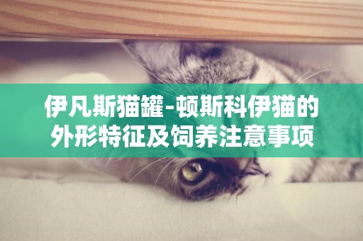 伊凡斯貓罐-頓斯科伊貓的外形特征及飼養注意事項