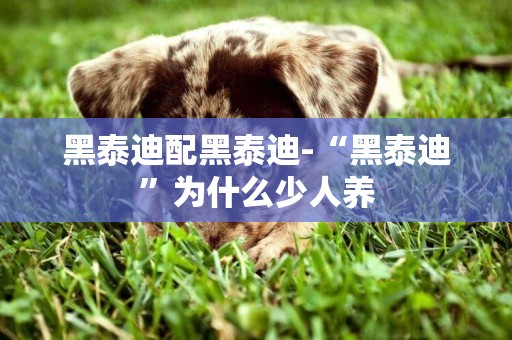 黑泰迪配黑泰迪-“黑泰迪”為什么少人養